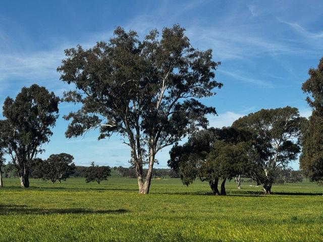 Cottage for sale in Cootamundra, Cootamundra-Gundagai Regional Council