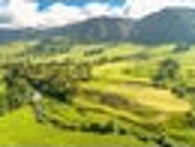 Land for sale in Waikato