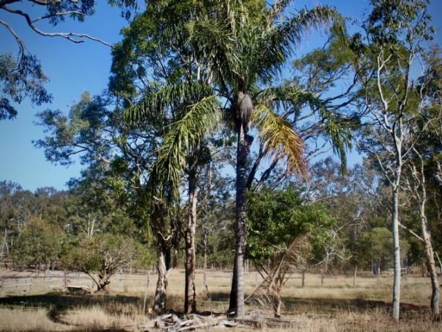 Land for sale in Toombul, Queensland