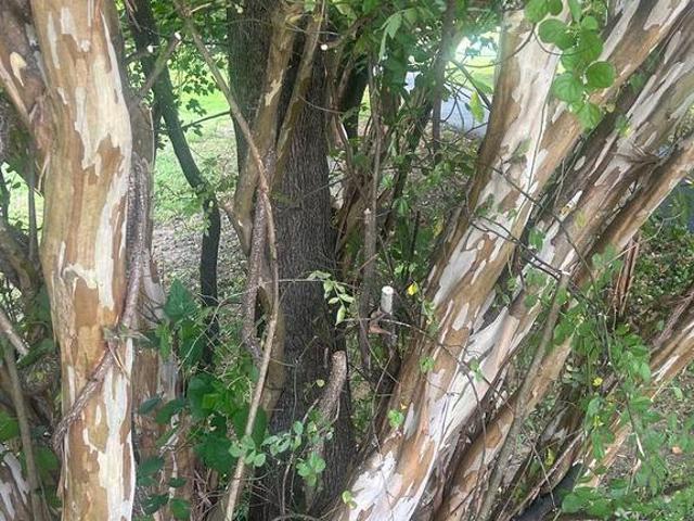 Land for sale in Dayton, Maryland
