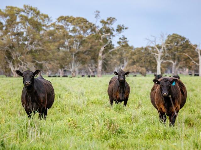 Cottage for sale in Penola, Wattle Range Council