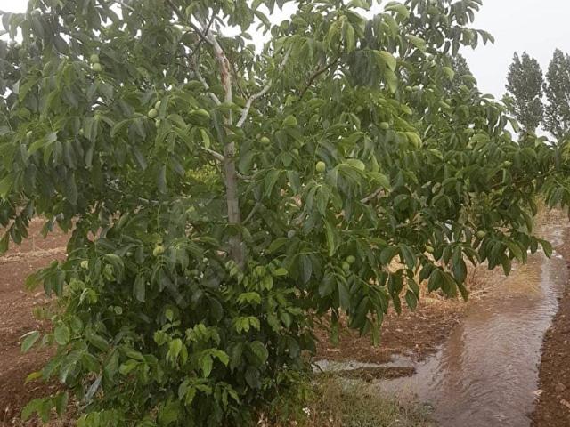 Karamanlı, Karamanli içerisinde satılık Arsa