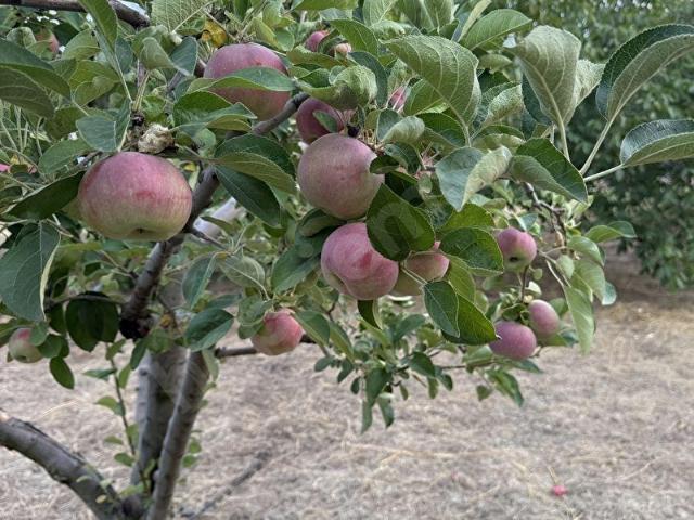 Bucak, Burdur içerisinde satılık Arsa