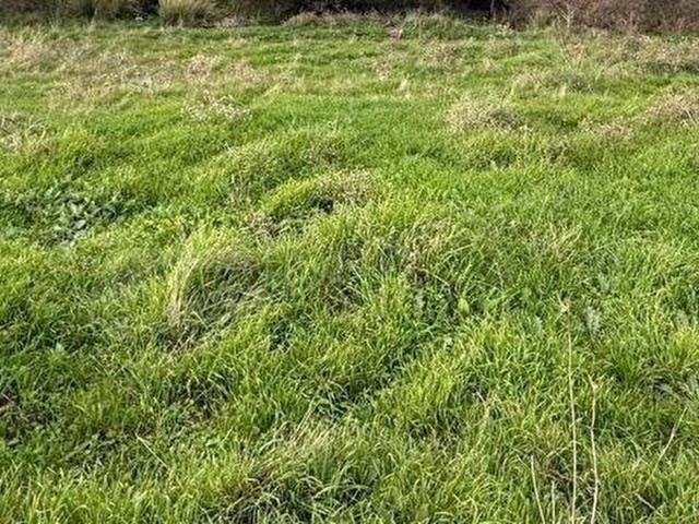 Burhaniye, Balikesir içerisinde satılık Arsa