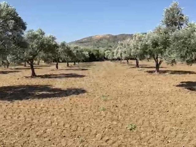 Burhaniye, Balikesir içerisinde satılık mülk