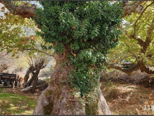 Burhaniye, Balikesir içerisinde satılık mülk