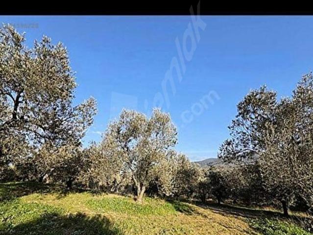 Burhaniye, Balikesir içerisinde satılık Arsa