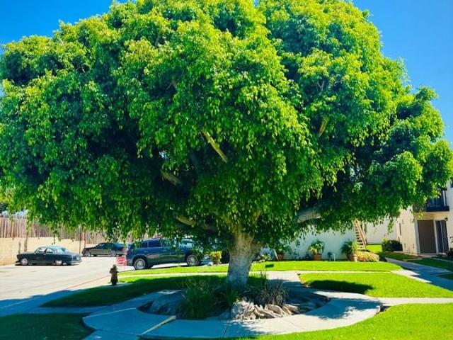 Apartment for rent in Chula Vista, California