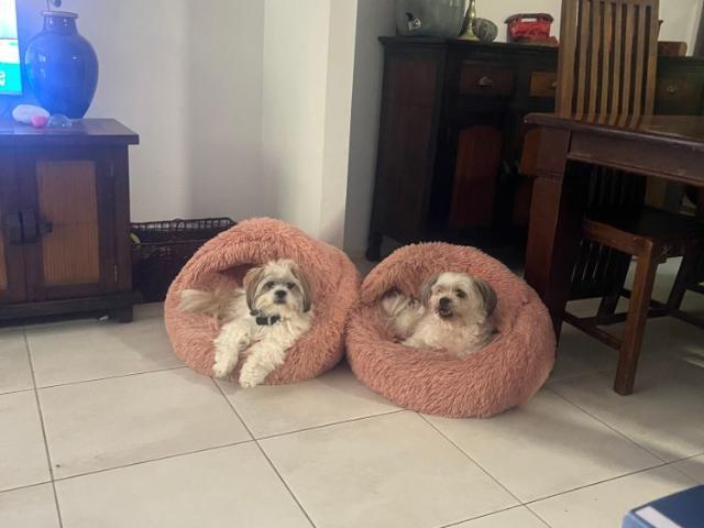 Room for rent in Fernbrook, Queensland