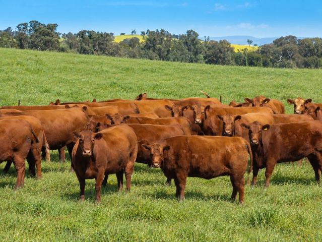 Acreage for sale in Woodstock, New South Wales