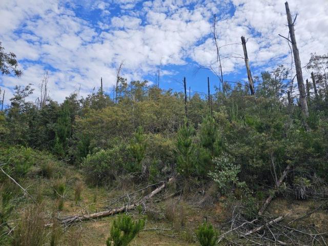 Land for sale in Batlow, Snowy Valleys Council