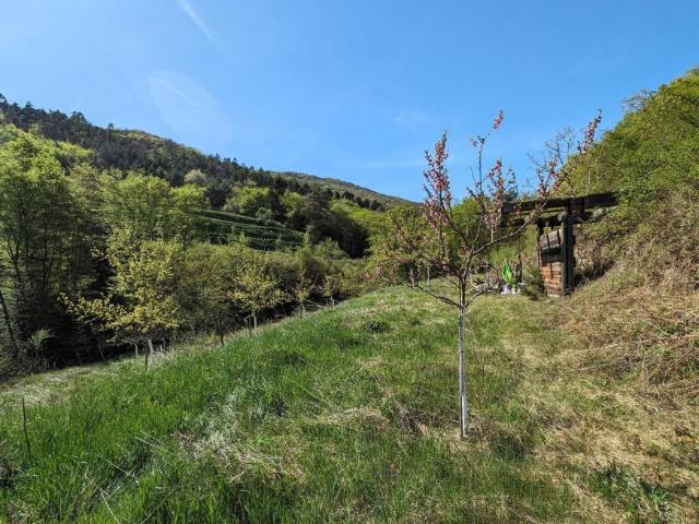 Gewerbe kaufen in Katastralgemeinde Weißenkirchen, Weißenkirchen in der Wachau