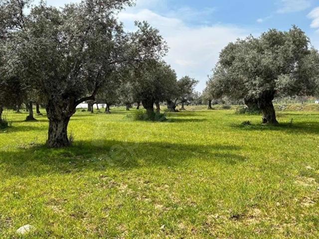 Bayindir, İzmir içerisinde satılık mülk