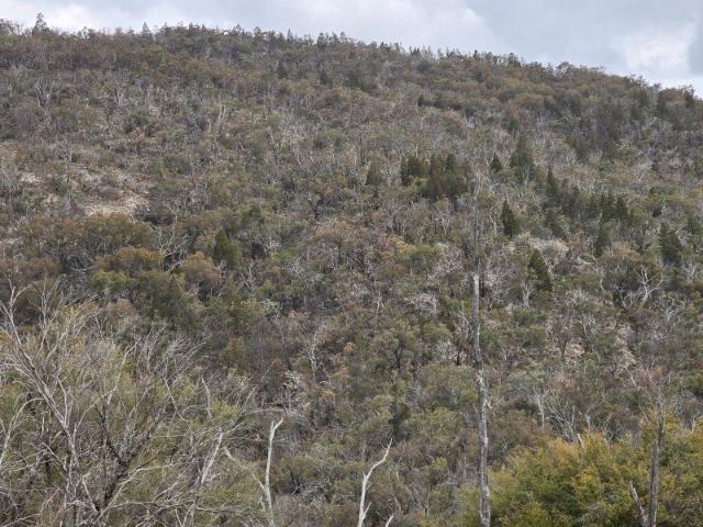 Cottage for sale in Bolivia, Tenterfield Shire Council