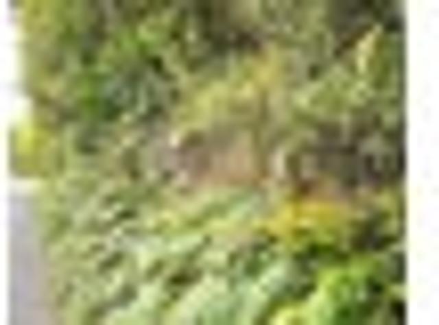 Land for sale in Oban, Southland