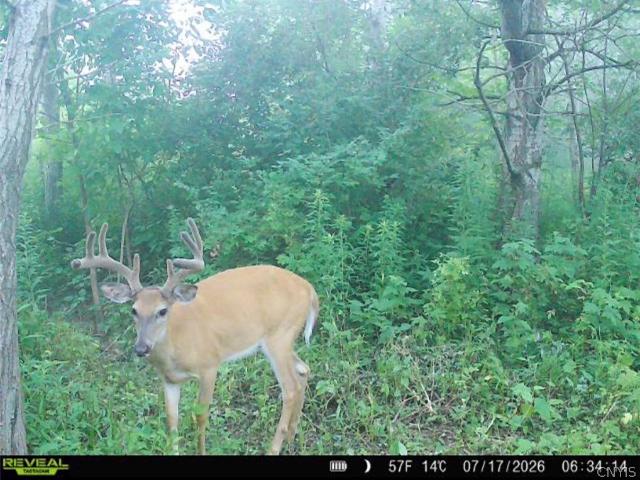 Land for sale in Dayton, New York