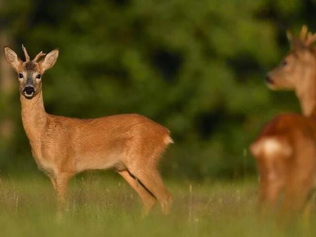 Woning te huur in Duindigt, Wassenaar