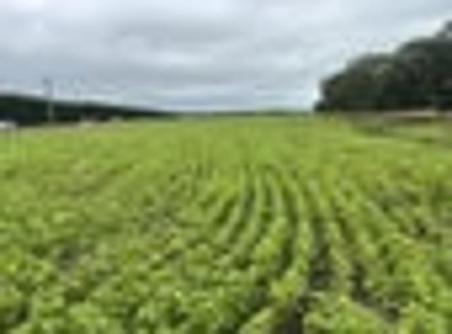 Land for sale in Saint Andrews, Canterbury