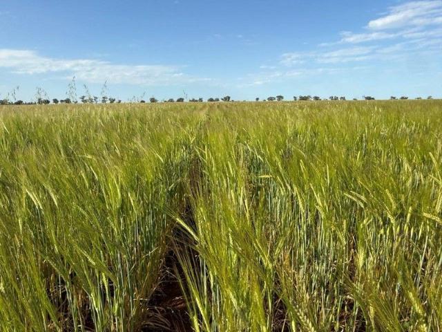 Property for sale in West Wyalong, New South Wales