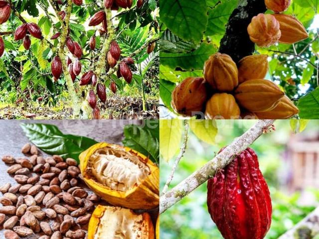 Property for sale in Ogun