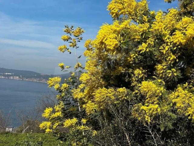 Maden Mahallesi, Adalar içerisinde satılık mülk