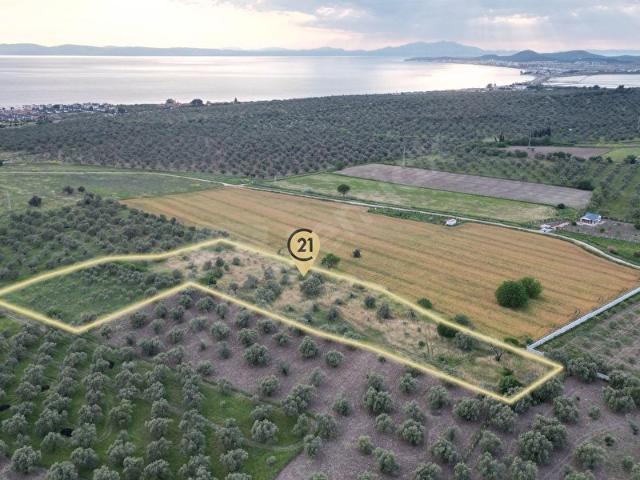 Ayvalik, Balikesir içerisinde satılık mülk