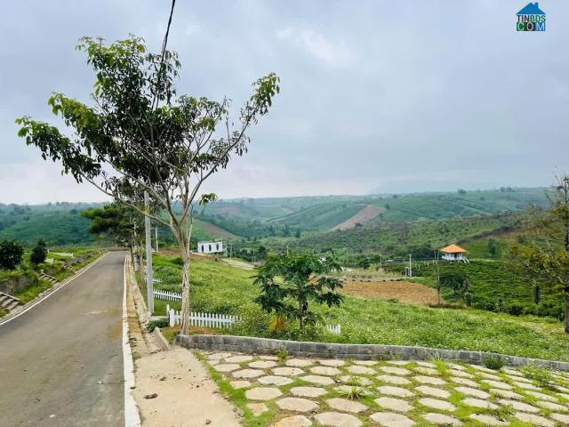 Biệt Thự bán