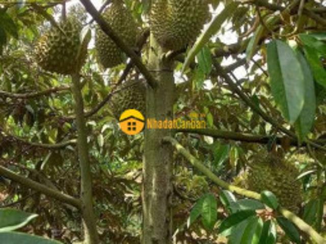 Mặt bằng bán