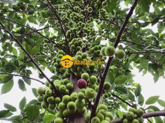 Mặt bằng bán