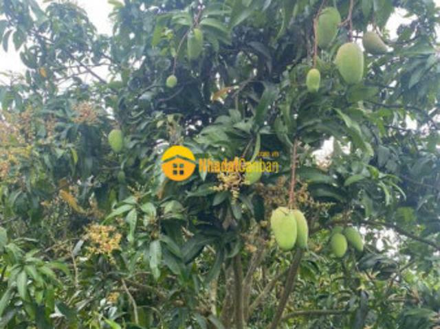 Mặt bằng bán