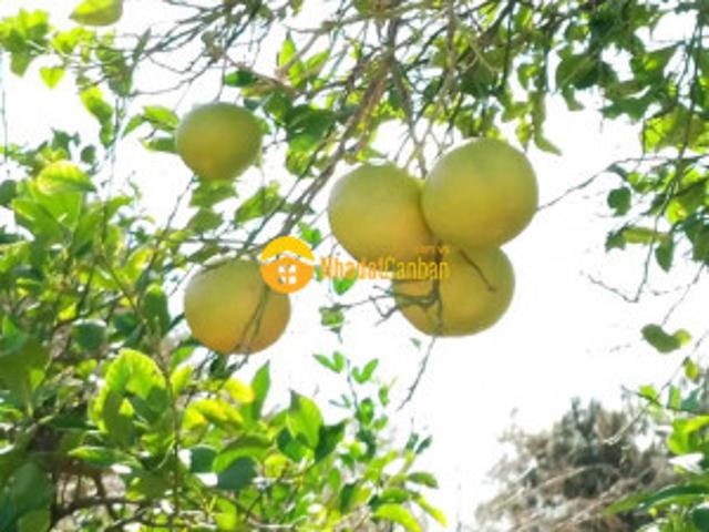 Mặt bằng bán