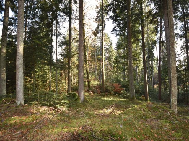 Landwirtschaft kaufen in Rothenthurn, Kärnten