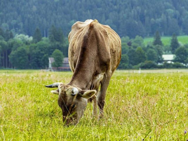 Erdgeschosswohnung kaufen in Unteregg, Landkreis Unterallgäu