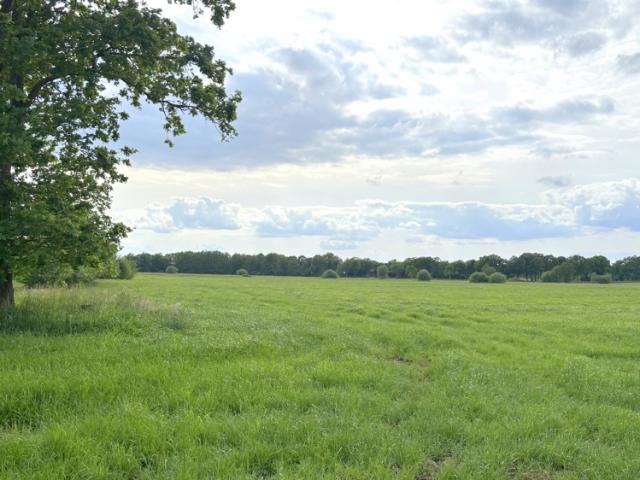 Landwirtschaft kaufen in Halstrup, Westerstede