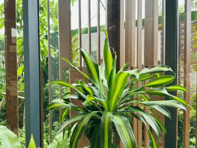 Căn hộ bán tại Thủ Đức, Hồ Chí Minh
