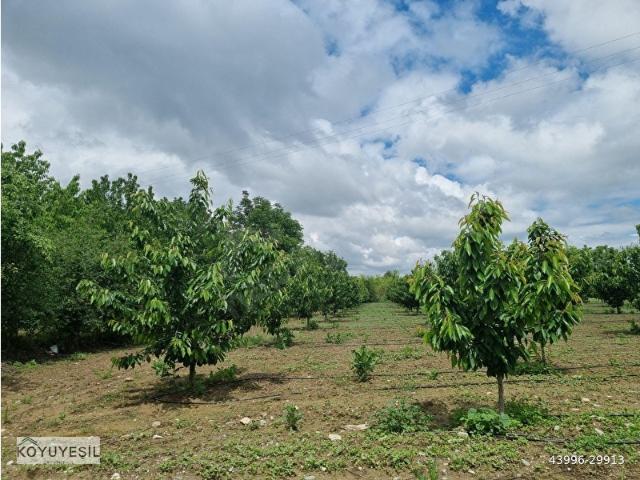 Cumayeri, Düzce içerisinde satılık mülk