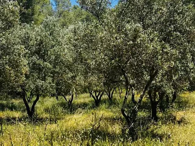 Terrain vente à Arrondissement de Draguignan, Callas