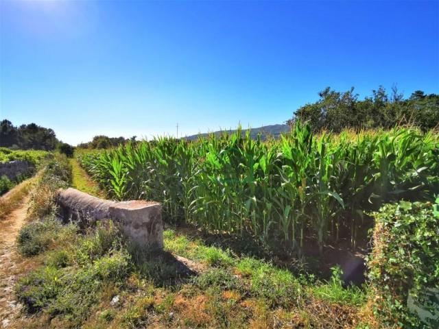 Terreno venda em Caminha (Matriz) e Vilarelho, Arga De Baixo