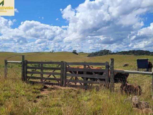 Sítio e chácara venda em Região Geográfica Imediata de Caxias do Sul, São Francisco de Paula