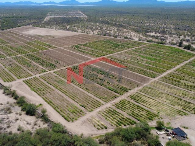 Terreno en renta en San Miguel De Horcasitas, Sonora