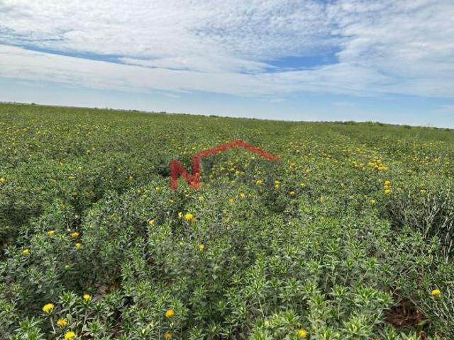 Terreno en venta en Etchojoa, Sonora