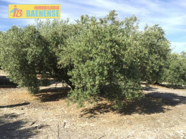 Terreno en venta en Alcaudete