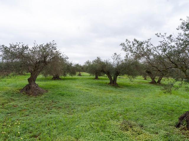 Terreno en venta en Alhaurín El Grande, Villafranco del Guadalhorce