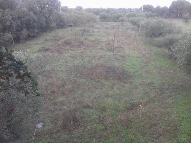 Terreno en venta en Arroyo De La Luz, Urbanización Las Viñas de Arroyo de la Luz