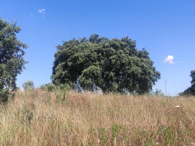 Terreno en venta en Arroyo De La Luz, Urbanización Las Viñas de Arroyo de la Luz