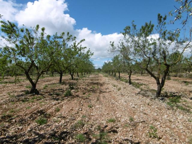 Terreno en venta en Benlloch