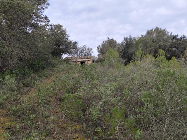 Terreno en venta en Costitx