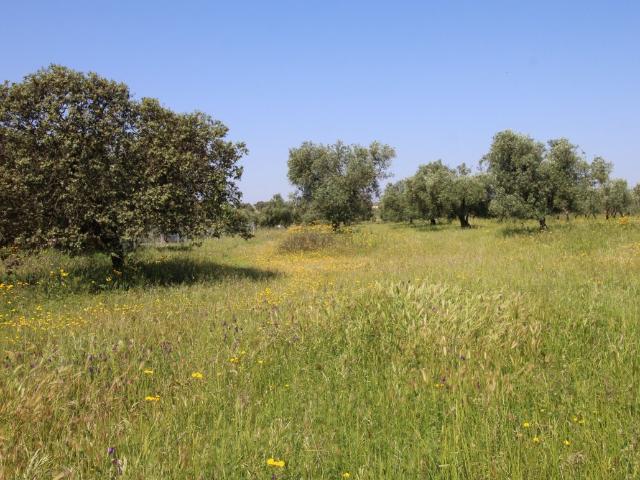 Terreno en venta en Esparragalejo