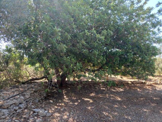 Terreno en venta en Rasquera