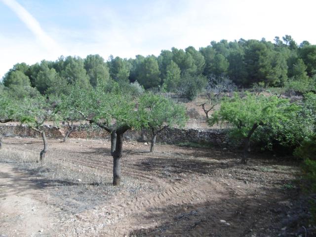 Terreno en venta en Sierra Engarcerán